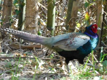 Green Pheasant 涸沼 Mon, 3/9/2020