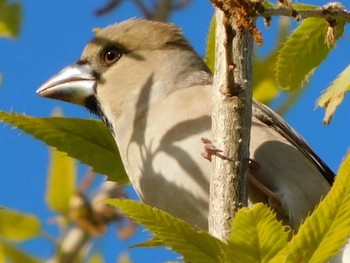 Hawfinch 春日部市 Sun, 4/19/2020