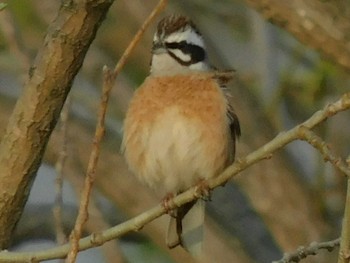 Meadow Bunting 春日部市 Wed, 4/8/2020