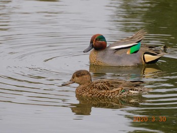 Eurasian Teal 春日部市 Mon, 3/30/2020