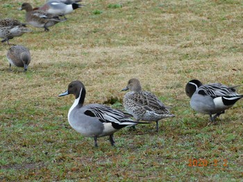 Northern Pintail 春日部市 Mon, 3/2/2020