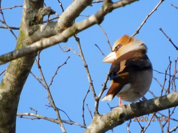 Hawfinch 涸沼 Mon, 2/24/2020