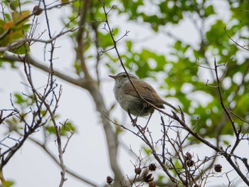 Japanese Bush Warbler 金井公園 Wed, 5/6/2020