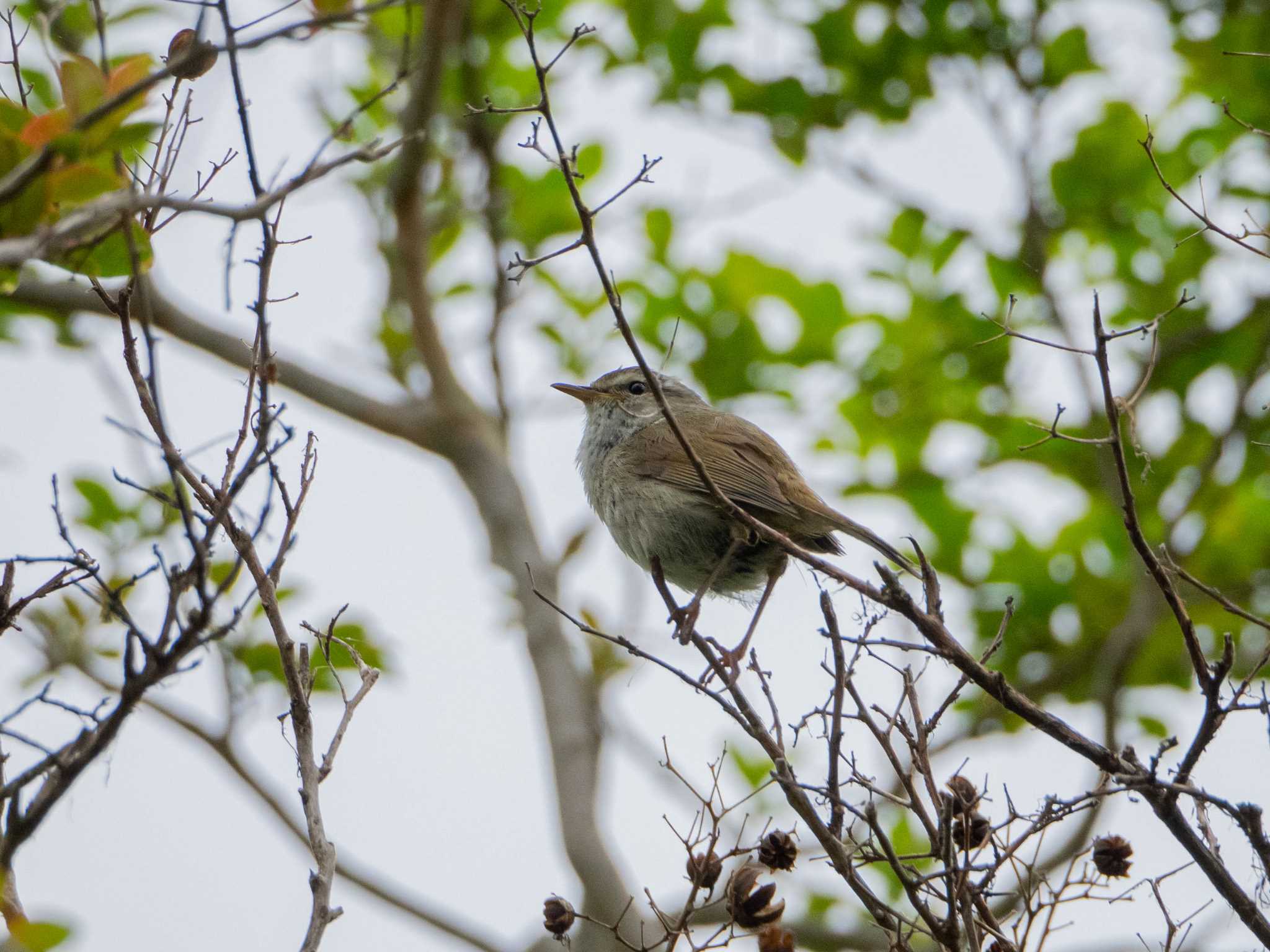 金井公園 ウグイスの写真 by Tosh@Bird