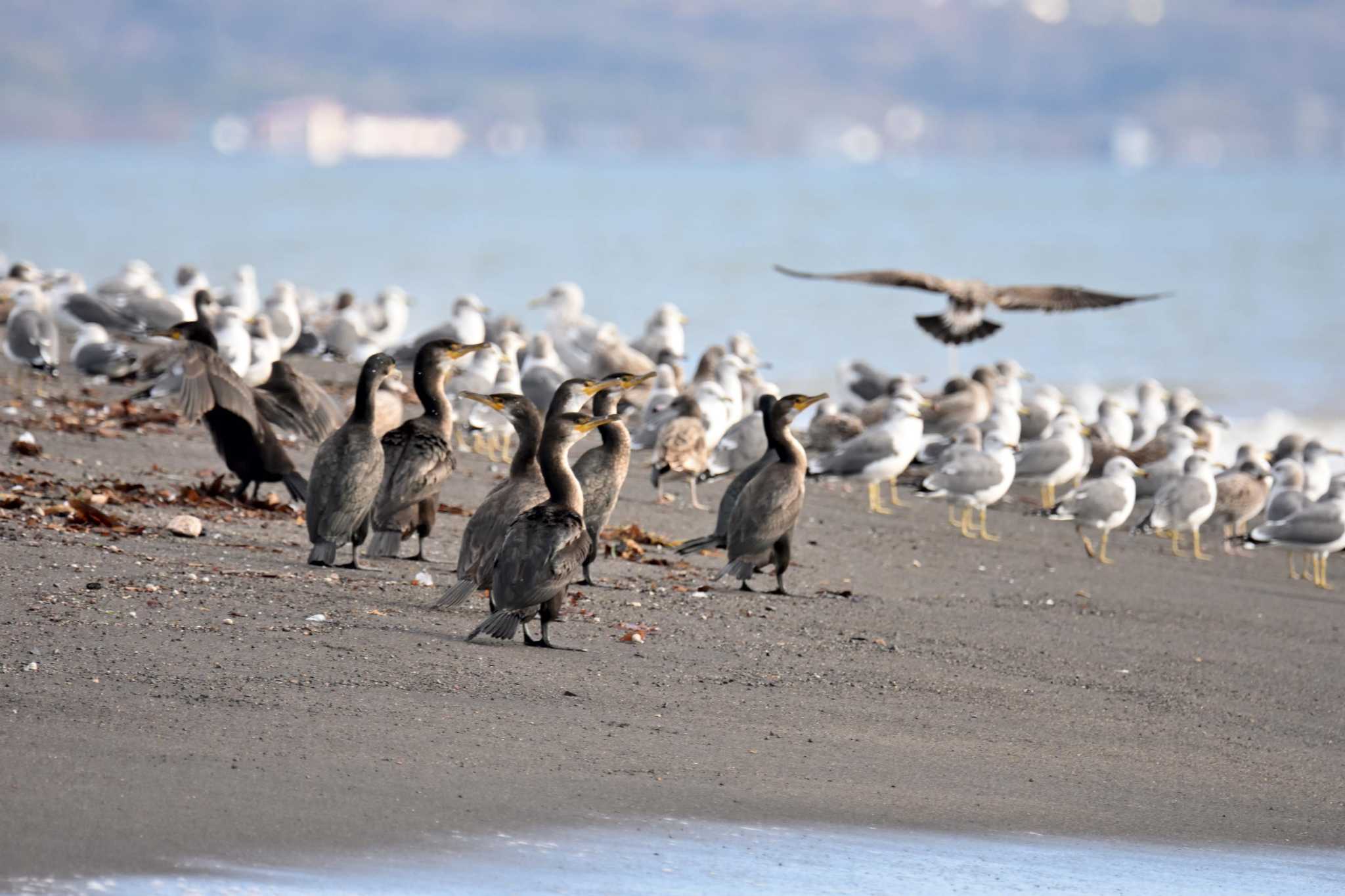 長流川 ウミウの写真 by Masa