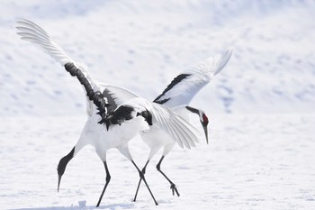 タンチョウ 茅沼駅 2020年2月23日(日)