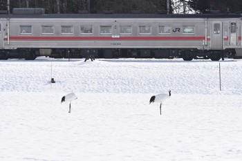 タンチョウ 茅沼駅 2020年2月23日(日)