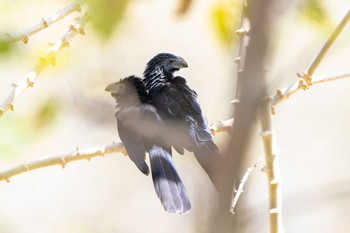 Groove-billed Ani El Chiru Tue, 1/8/2019