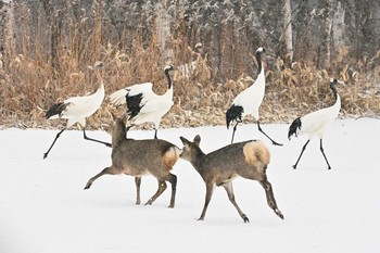 タンチョウ 鶴見台 2020年2月22日(土)