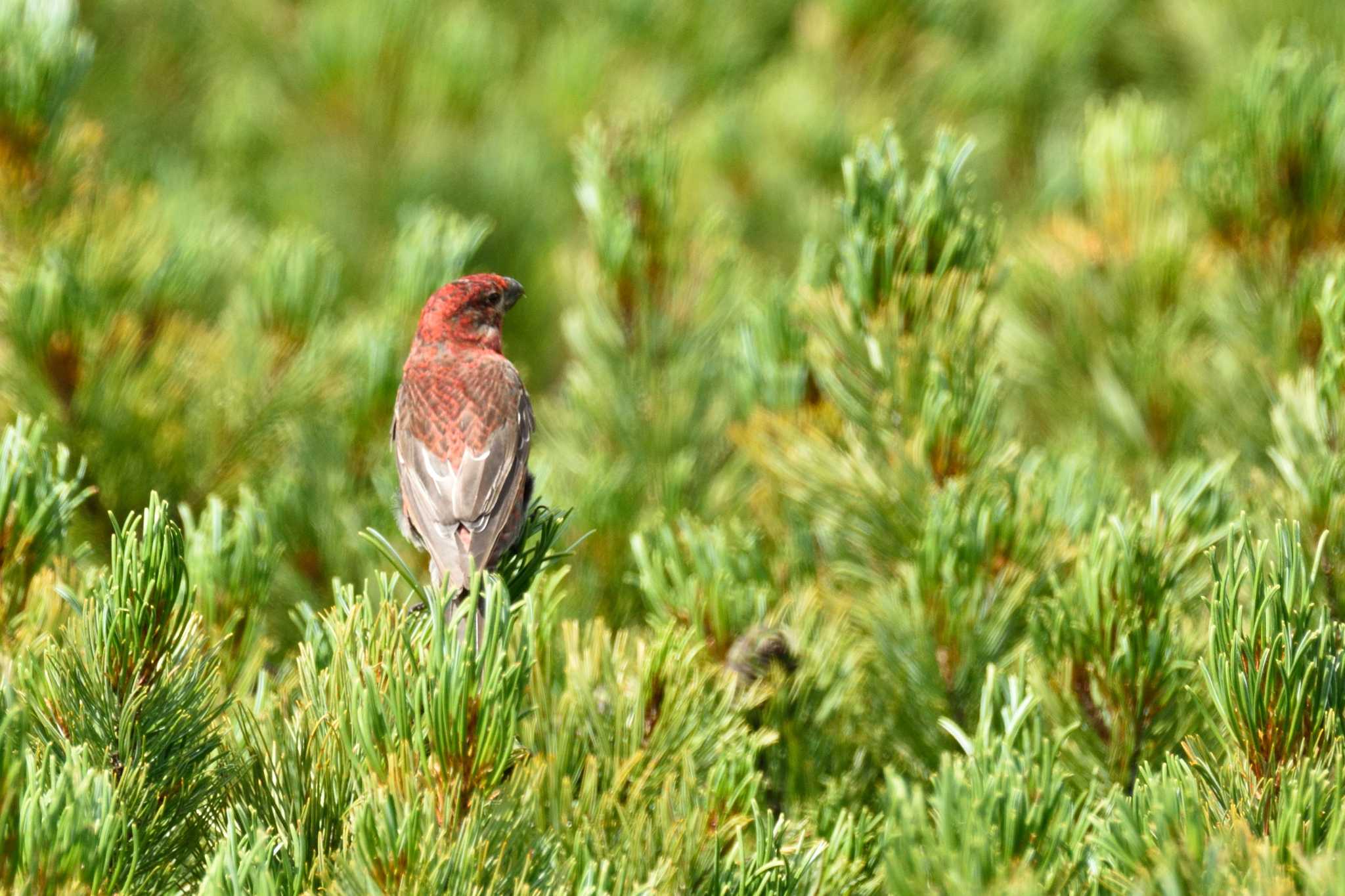 Photo of Pine Grosbeak at Asahidake by Masa