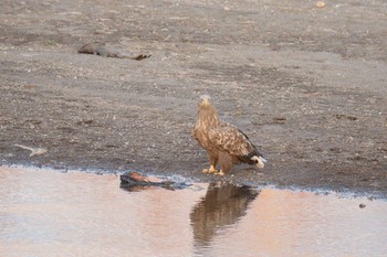 オジロワシ 長流川 2015年12月20日(日)