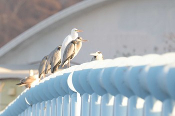 アオサギ 長流川 2015年12月20日(日)