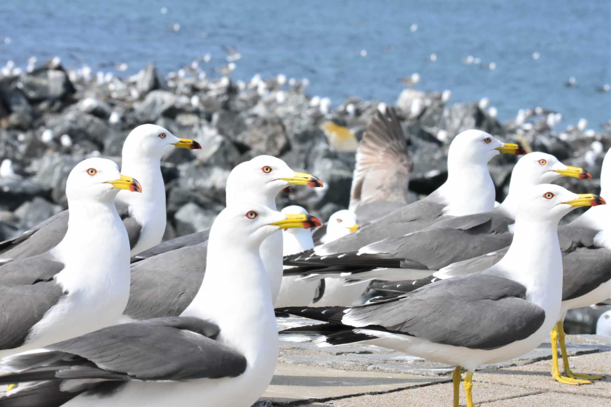 蕪島(青森県) ウミネコの写真 by Masa