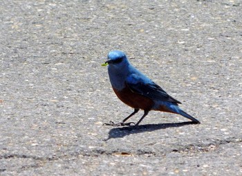 2020年5月18日(月) 新潟県妙高市の野鳥観察記録