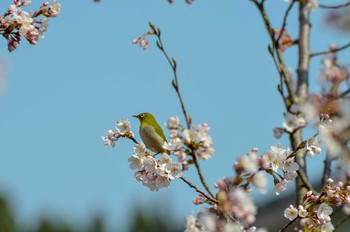 メジロ 新潟県上越市 2014年4月11日(金)