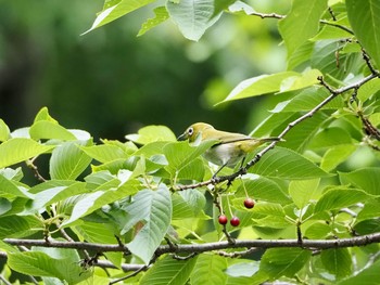 Warbling White-eye 愛知縣護國神社 Wed, 5/20/2020