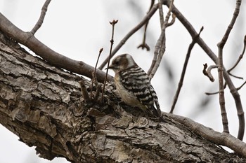 Japanese Pygmy Woodpecker 地球岬 Sun, 3/29/2015