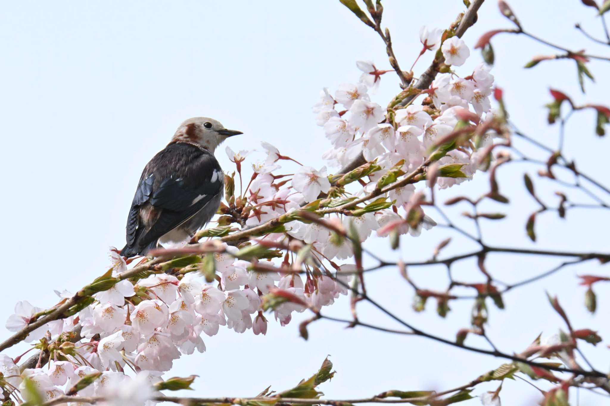 Photo of Chestnut-cheeked Starling at Goryokaku Park by Masa