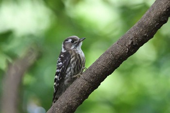 2020年5月20日(水) 砧公園の野鳥観察記録