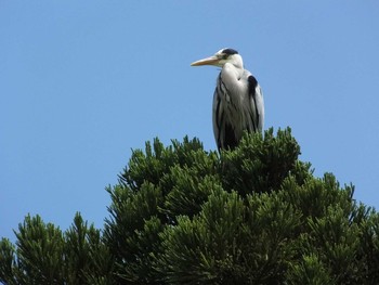 未同定 大坂鶴見緑地 2020年5月20日(水)