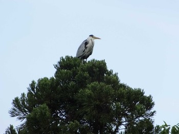 Unknown Species 大坂鶴見緑地 Wed, 5/20/2020