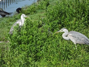 未同定 大坂鶴見緑地 2020年5月20日(水)