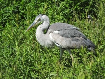 Unknown Species 大坂鶴見緑地 Wed, 5/20/2020