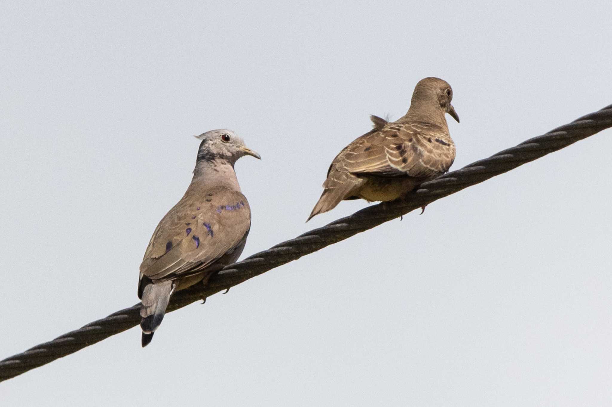 Photo of Plain-breasted Ground Dove at El Chiru by Trio