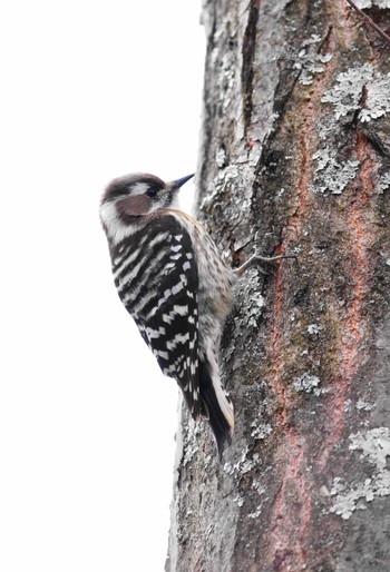 Japanese Pygmy Woodpecker 八ヶ岳倶楽部 Sun, 2/26/2012