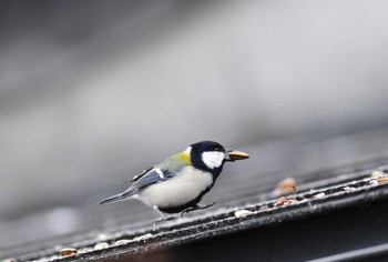 Japanese Tit 八ヶ岳倶楽部 Sun, 2/26/2012