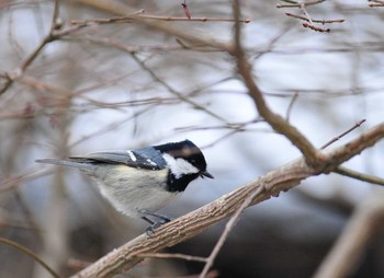 Coal Tit 八ヶ岳倶楽部 Sun, 2/26/2012