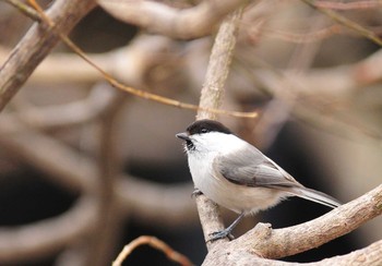 Willow Tit 八ヶ岳倶楽部 Sun, 2/26/2012