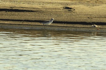 Common Greenshank 酒匂川 Thu, 5/14/2020