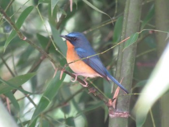 Hill Blue Flycatcher Doi Angkhang View Point Sun, 1/15/2017