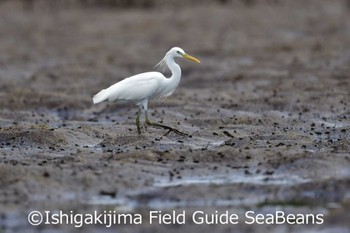 カラシラサギ 石垣島 2020年5月20日(水)