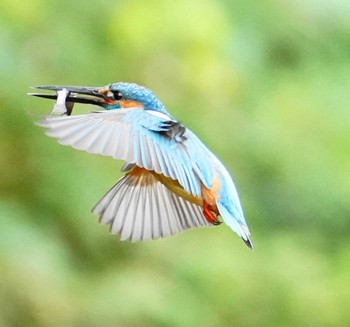 カワセミ 葛飾区 2020年5月20日(水)