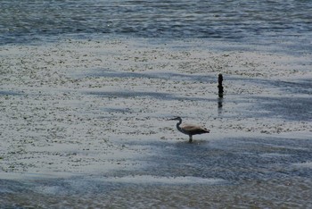 Grey Heron Osaka Nanko Bird Sanctuary Wed, 5/20/2020