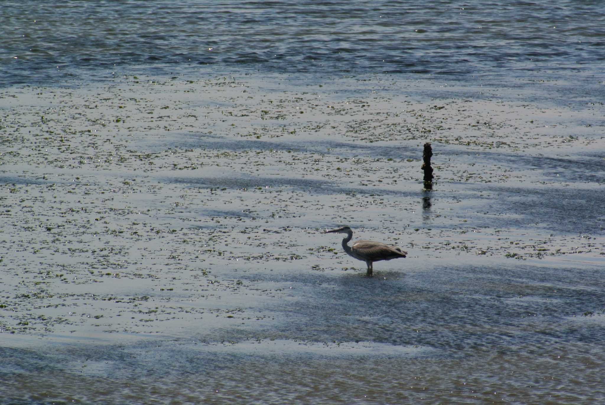 Photo of Grey Heron at Osaka Nanko Bird Sanctuary by Daguchan