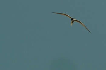 Little Tern 酒匂川 Thu, 5/14/2020