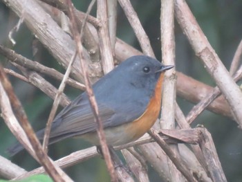 Slaty-backed Flycatcher