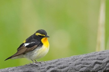 Narcissus Flycatcher Nishioka Park Wed, 5/20/2020