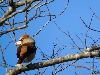 Hawfinch 涸沼 Mon, 2/24/2020