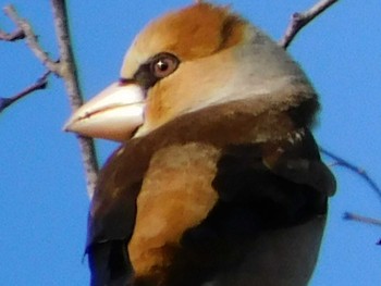 Hawfinch 涸沼 Mon, 2/24/2020