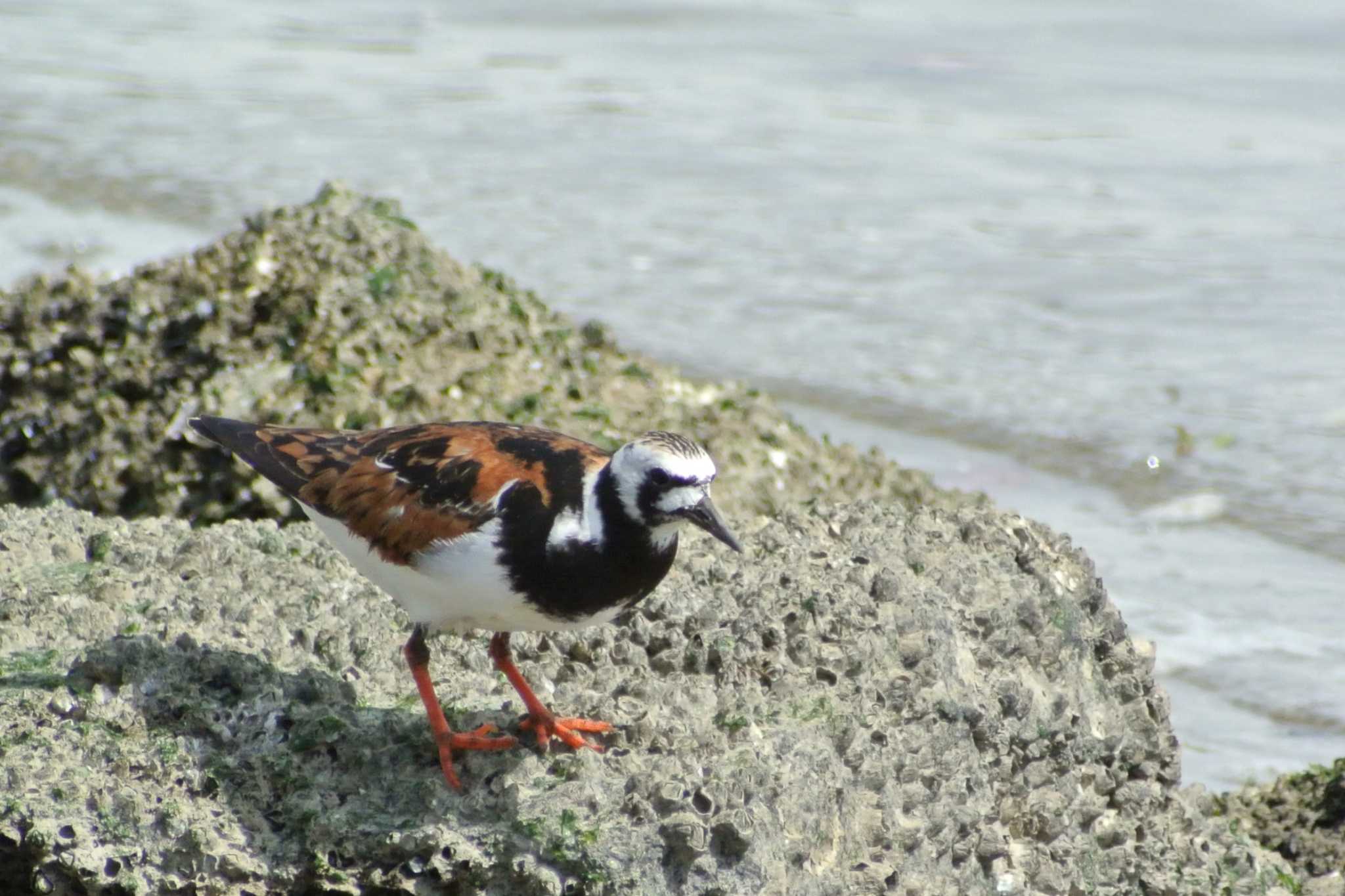 Photo of Ruddy Turnstone at 甲子園浜(兵庫県西宮市) by Daguchan