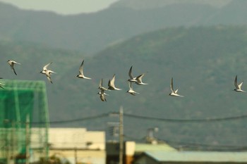 コアジサシ 酒匂川 2020年5月14日(木)