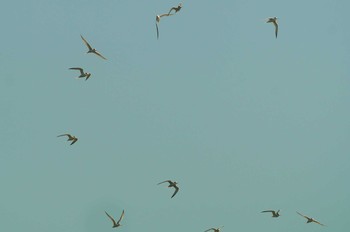 Little Tern 酒匂川 Thu, 5/14/2020