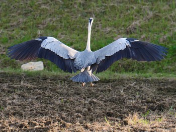 2020年5月21日(木) 兵庫県明石市の野鳥観察記録