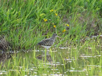 タマシギ 兵庫県明石市 2020年5月21日(木)