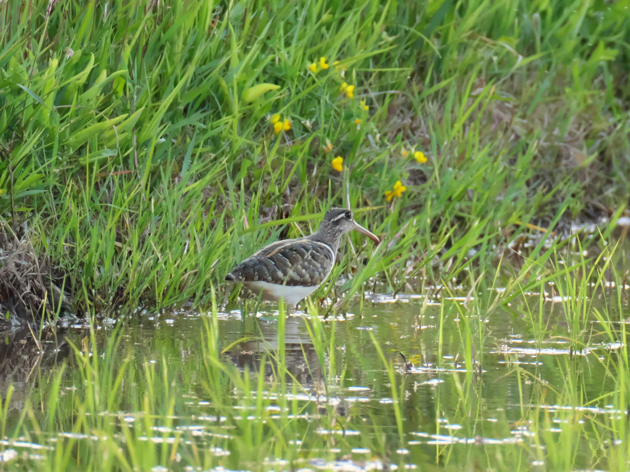 Greater Painted-snipe