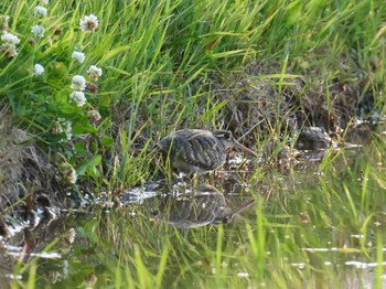 タマシギ 兵庫県明石市 2020年5月21日(木)